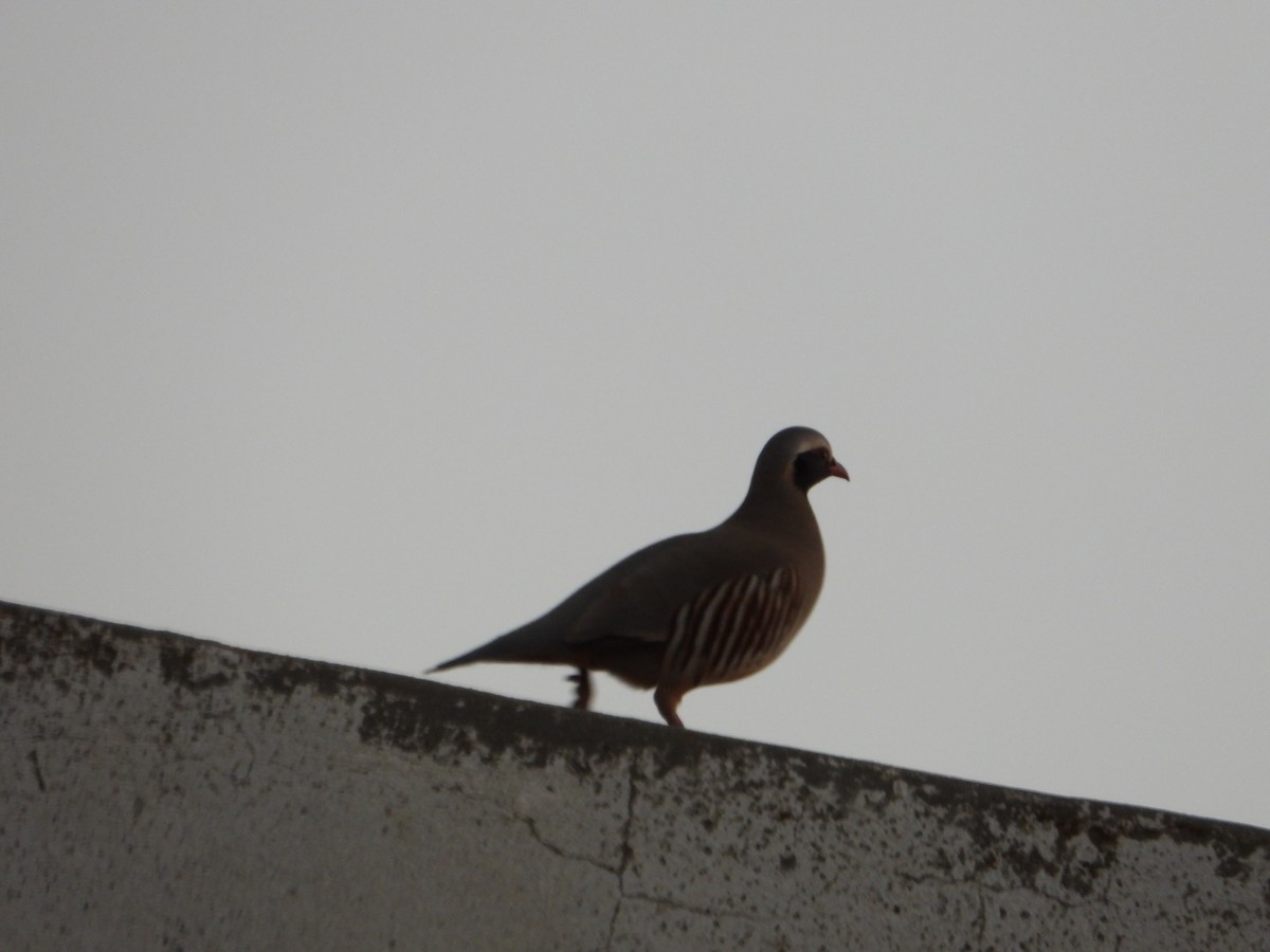 Philby's Partridge - ML644703219