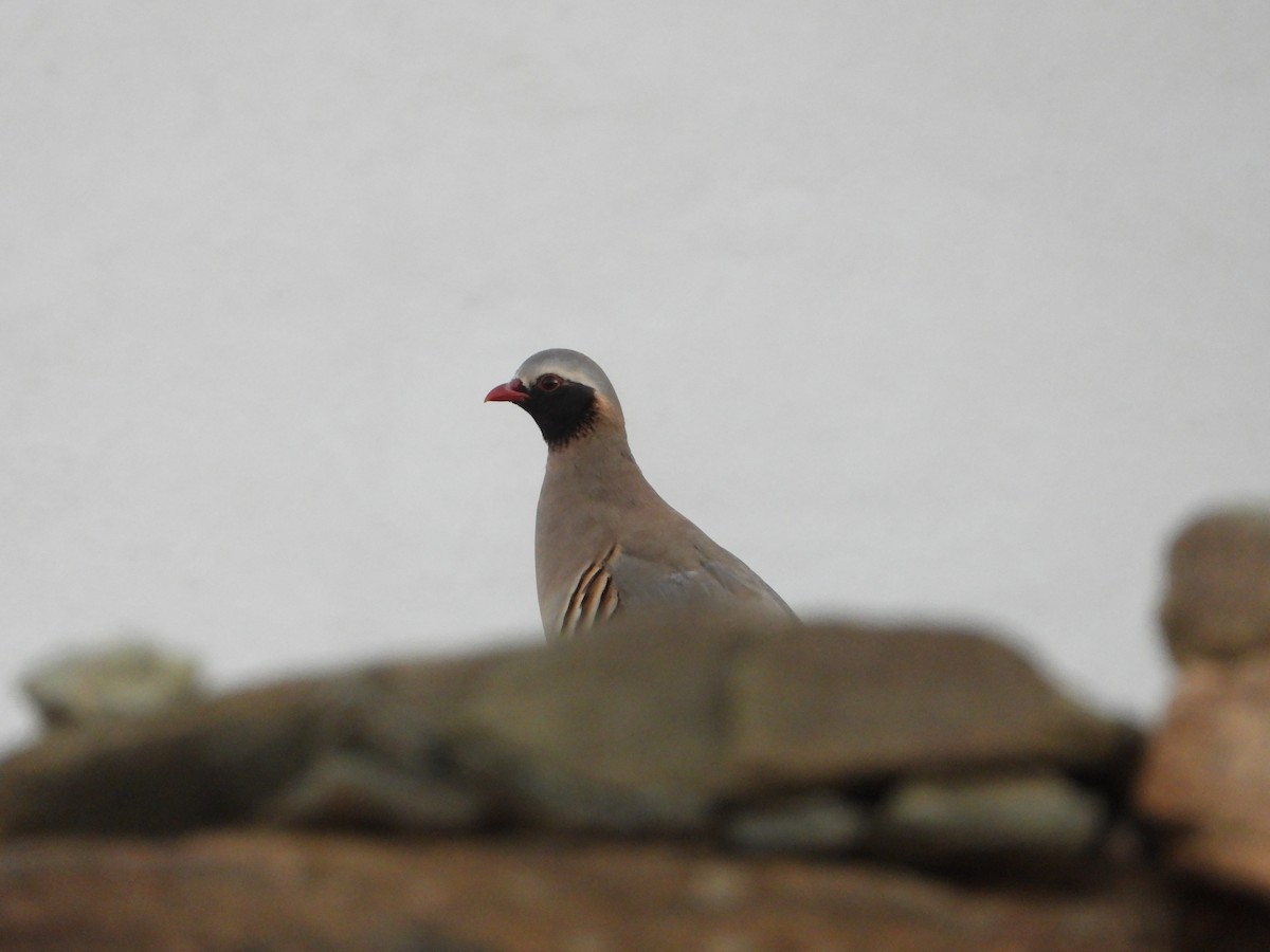 Philby's Partridge - ML644703220