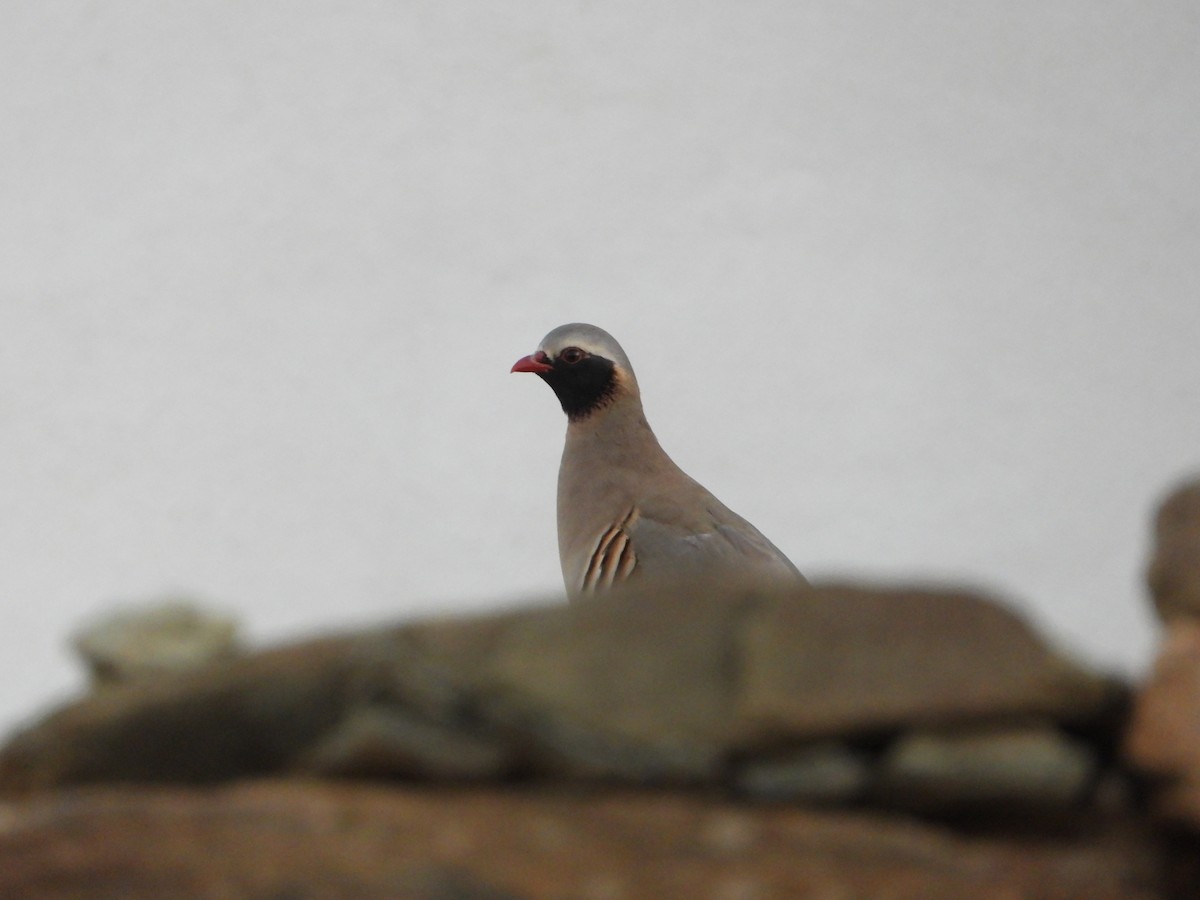 Philby's Partridge - ML644703221