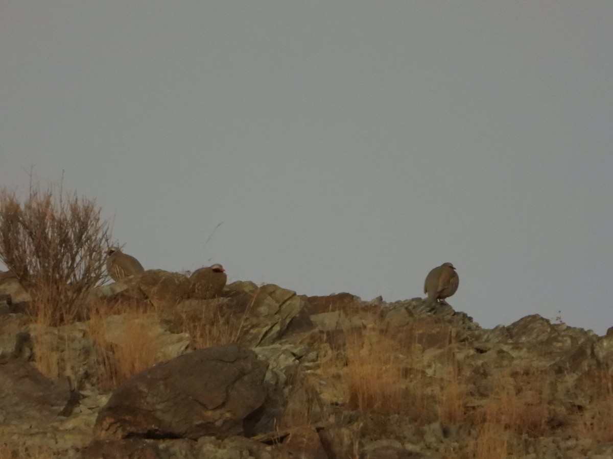 Philby's Partridge - ML644703224