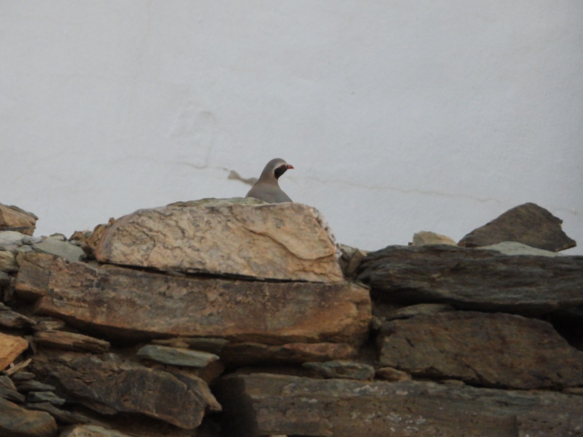 Philby's Partridge - ML644703225