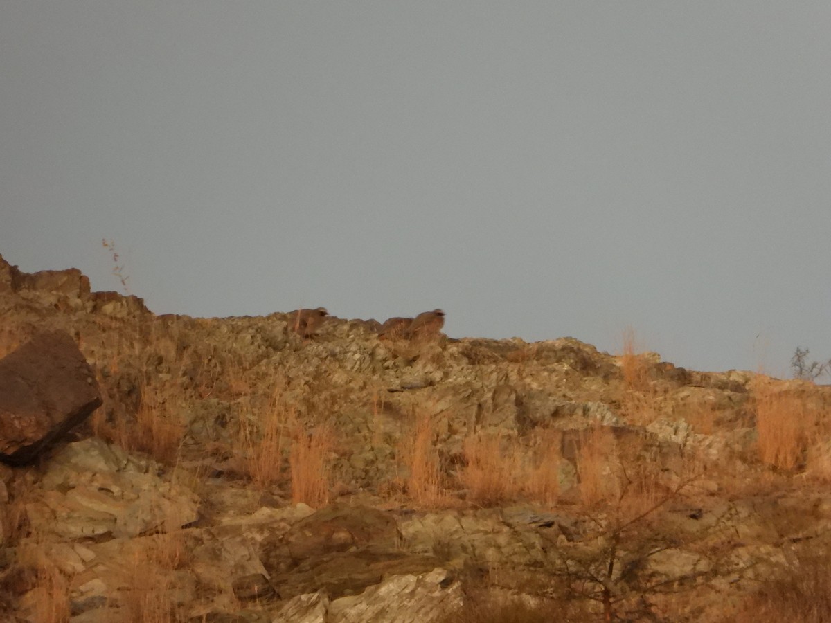 Philby's Partridge - ML644703227