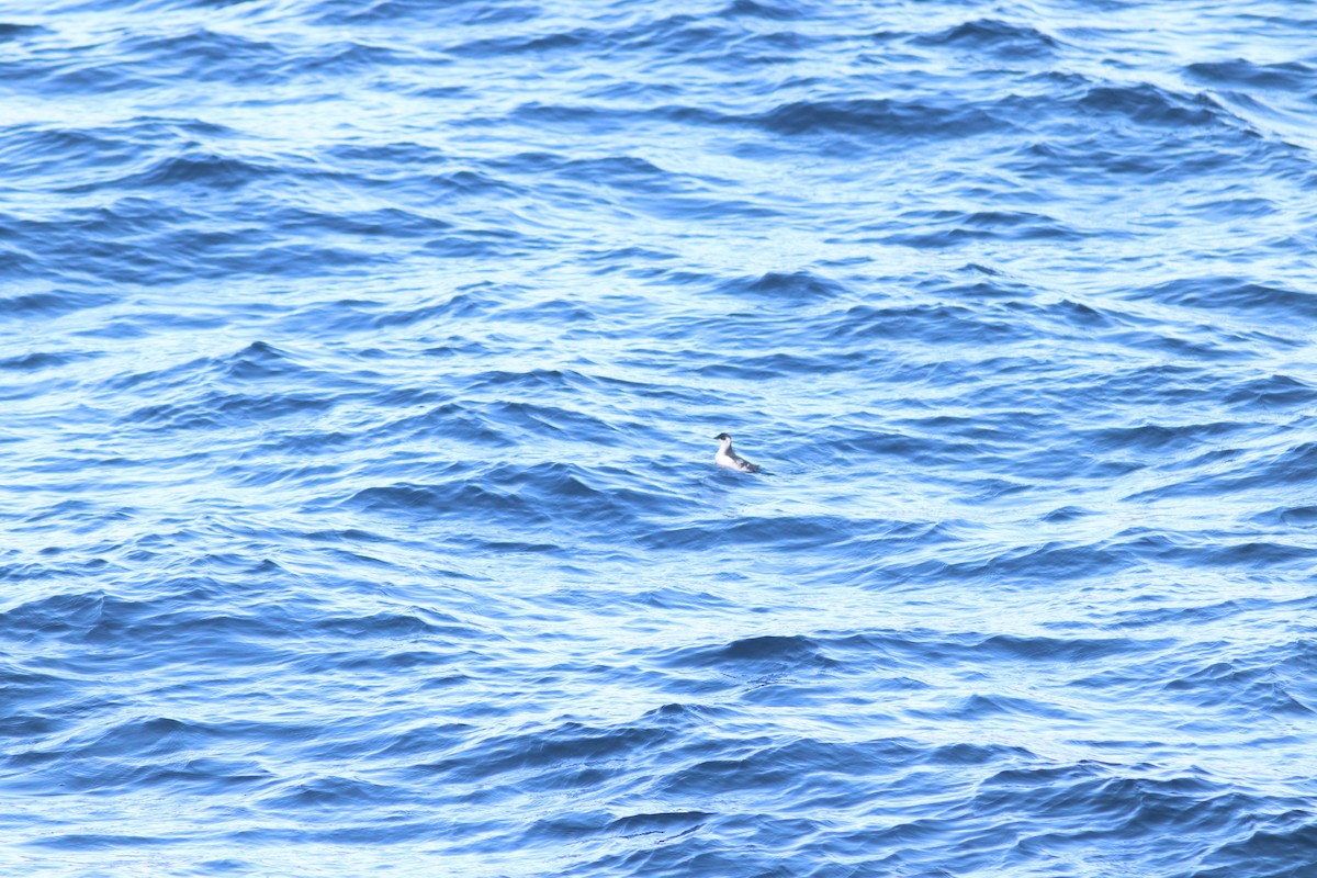 Dovekie - ML644703234