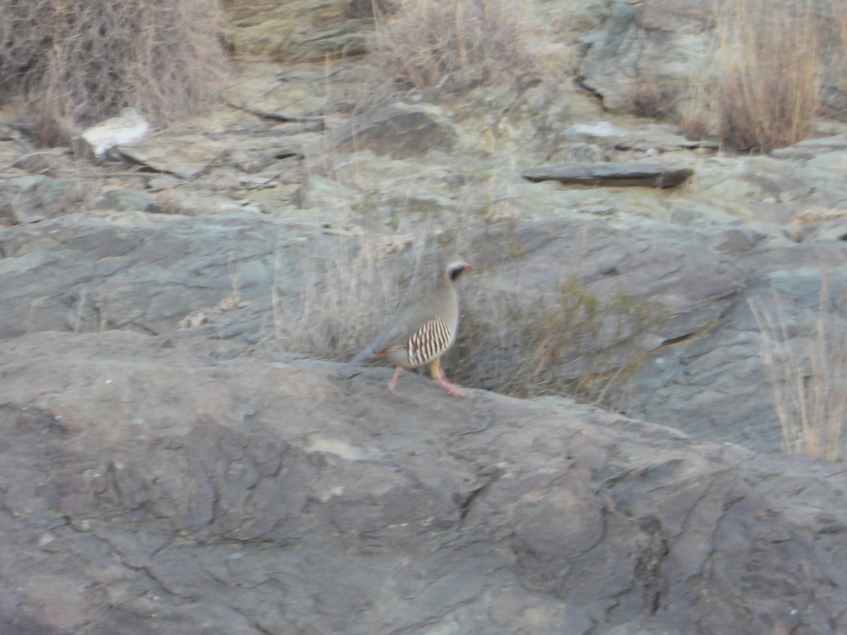 Philby's Partridge - ML644703235