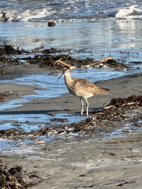 Hudsonian Whimbrel - ML644703240
