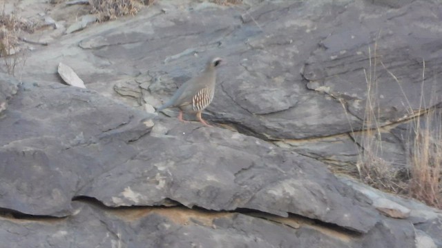 ノドグロイワシャコ - ML644703241