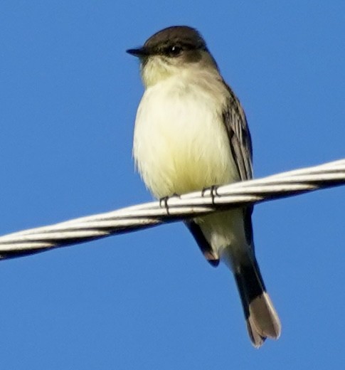 Eastern Phoebe - ML644703244