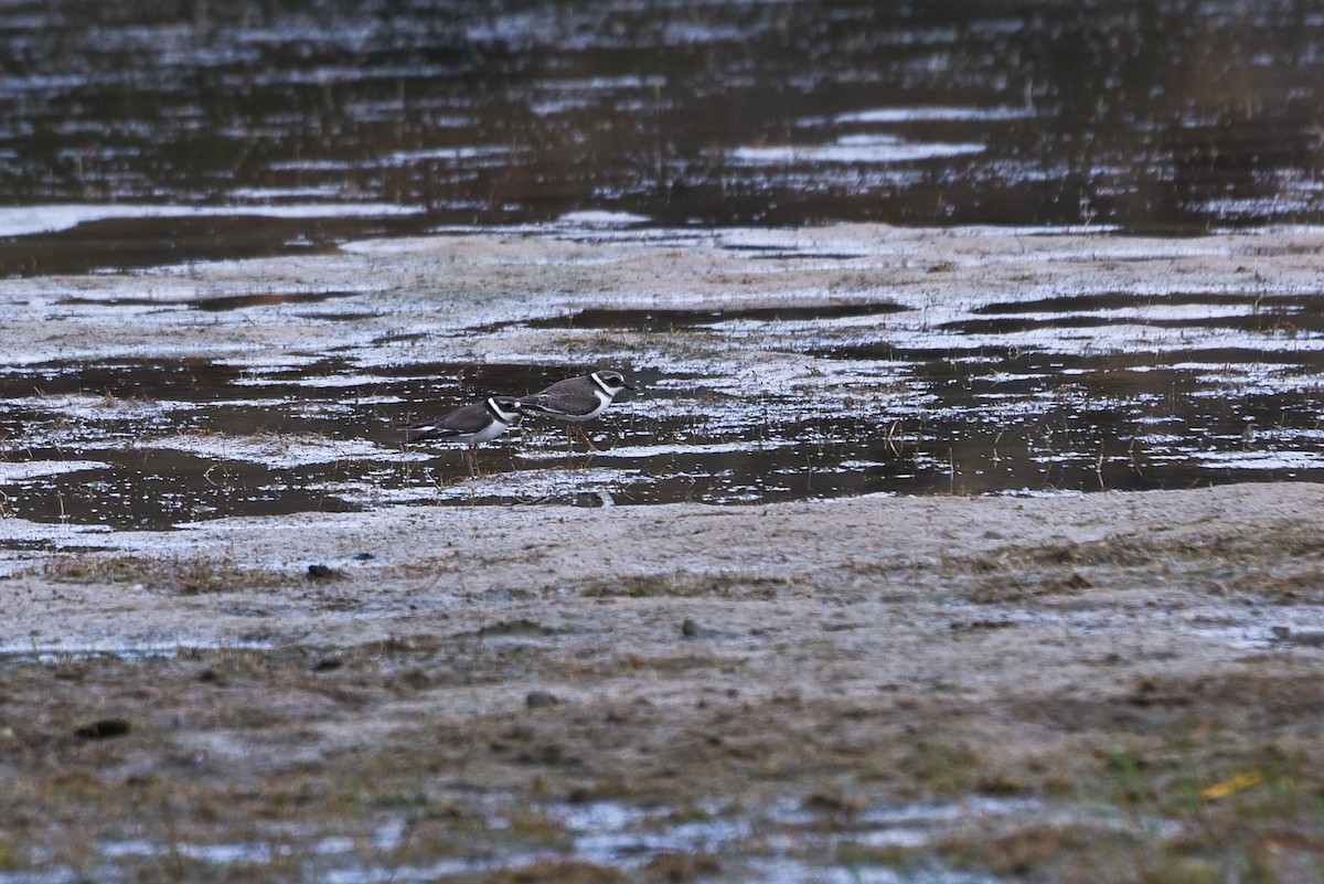 Хүзүүвчит хиазат - ML644703245