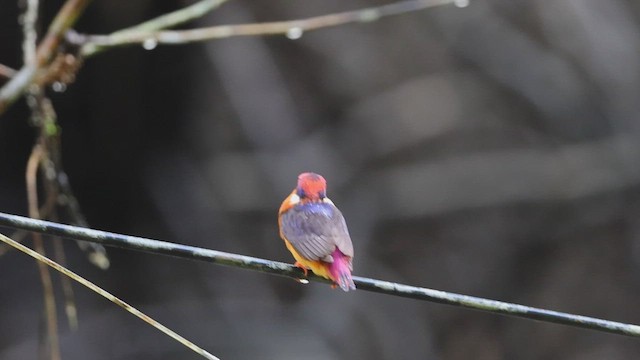 Black-backed Dwarf-Kingfisher - ML644703248