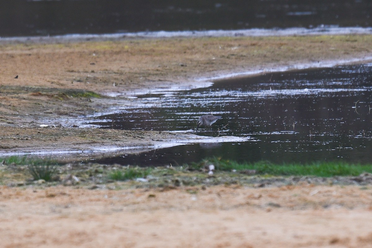 Red Knot - ML644703250