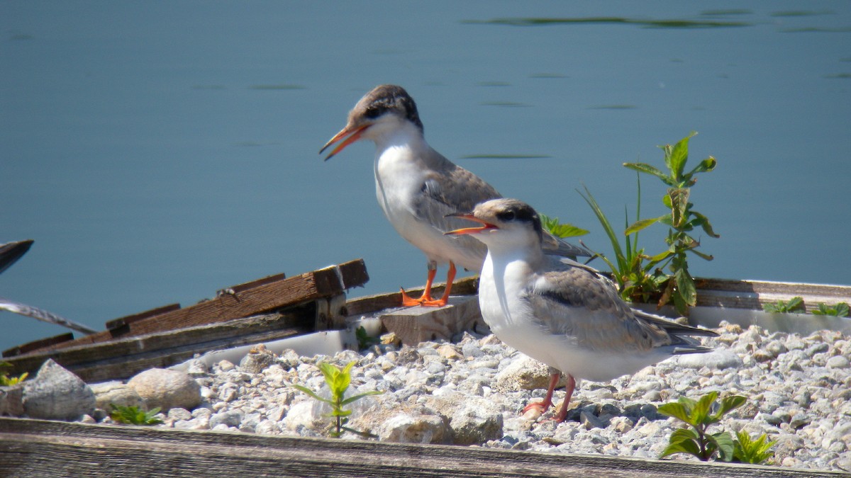 Common Tern - ML644703272