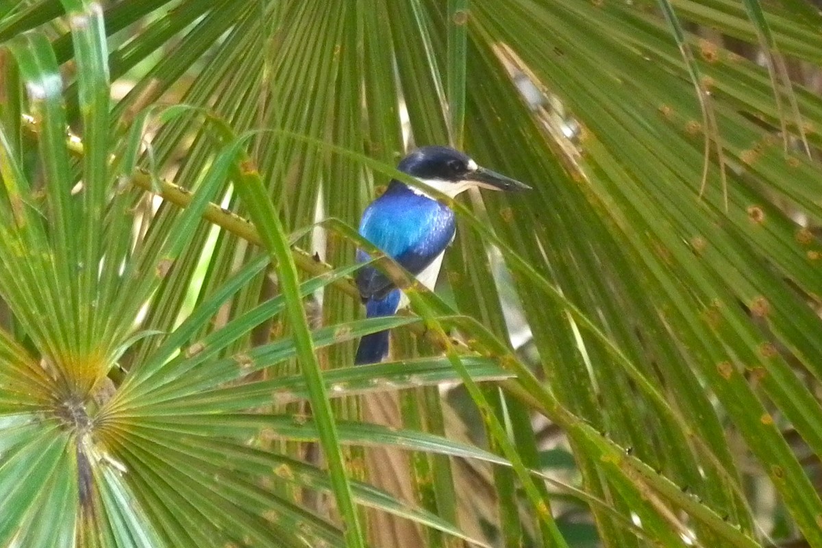 Forest Kingfisher - ML644703273