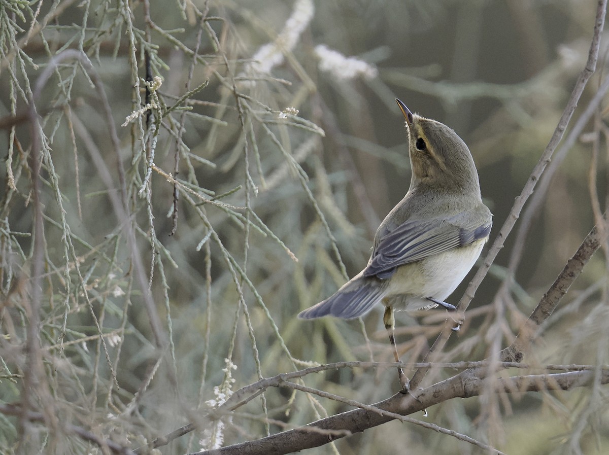 Урианхайн дууч шувуу - ML644703279