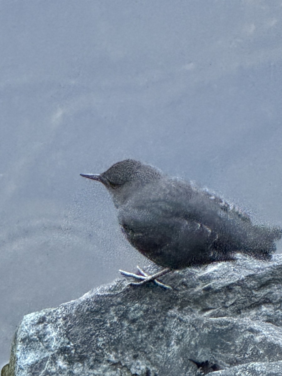 American Dipper - ML644703290