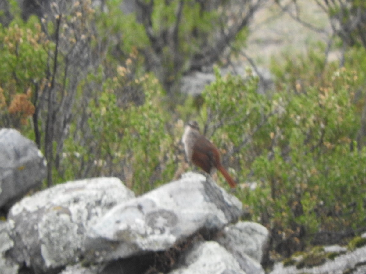 Striated Earthcreeper - ML644703300