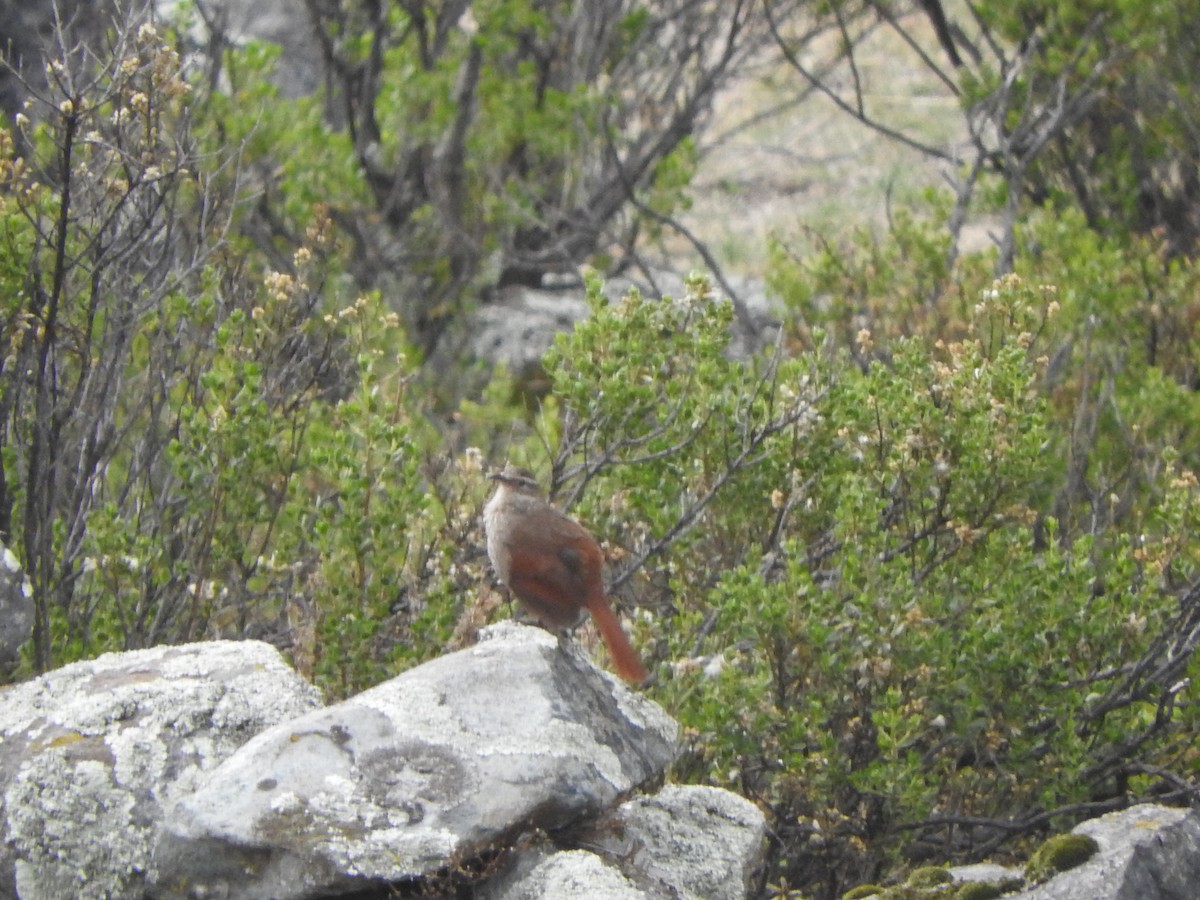 Striated Earthcreeper - ML644703301