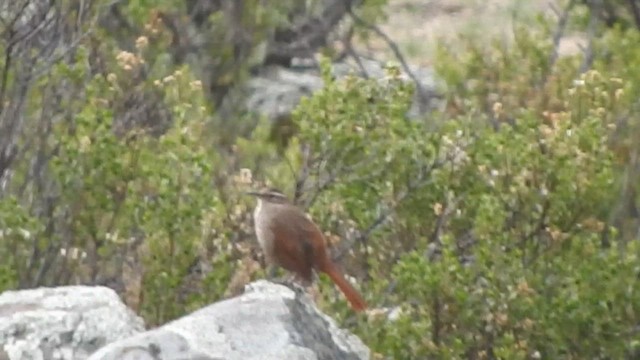 Striated Earthcreeper - ML644703302