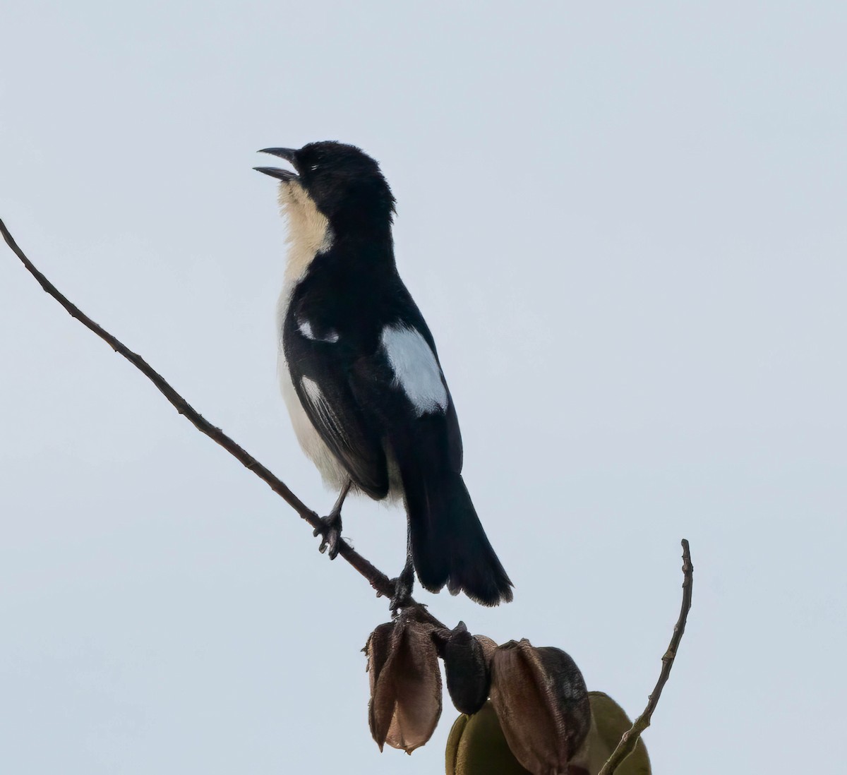 White-rumped Tanager - ML644703322