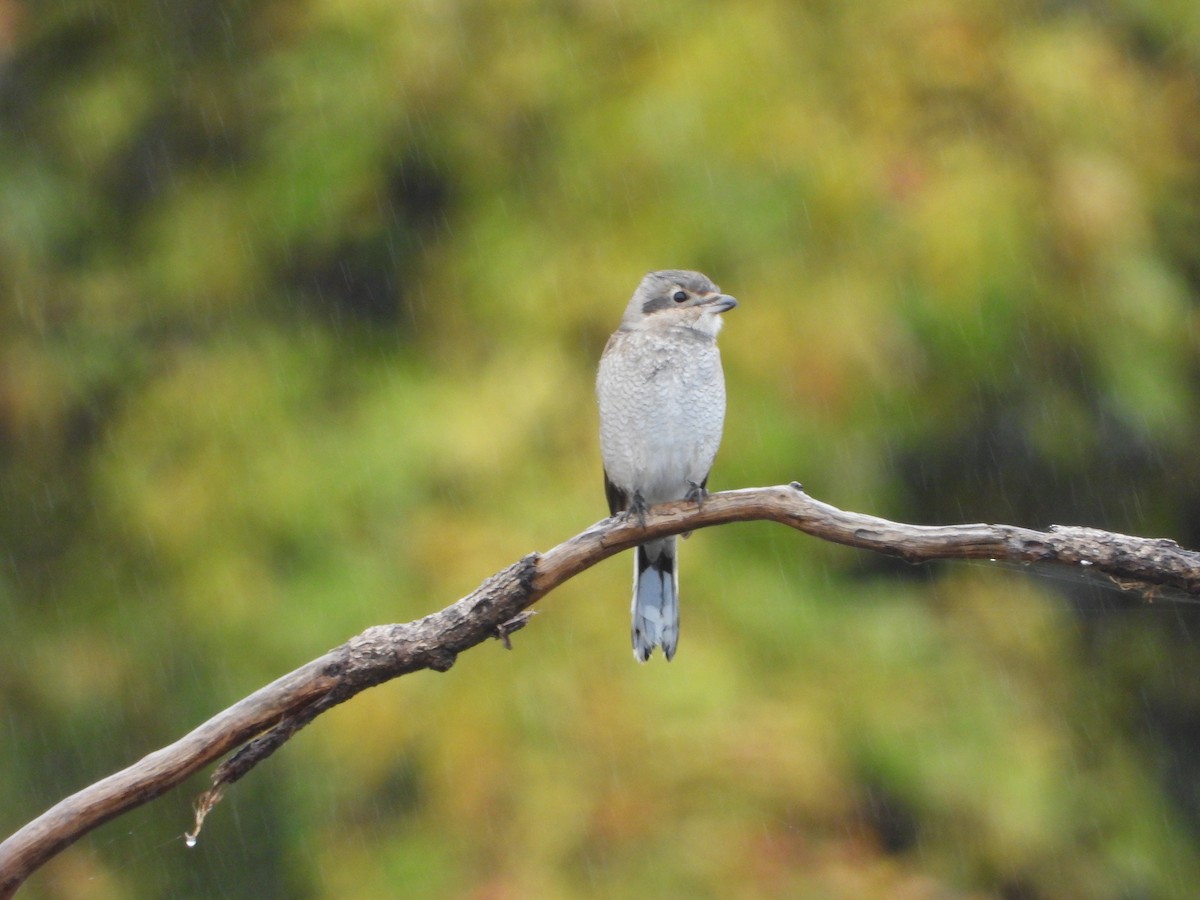 オオモズ - ML644703331