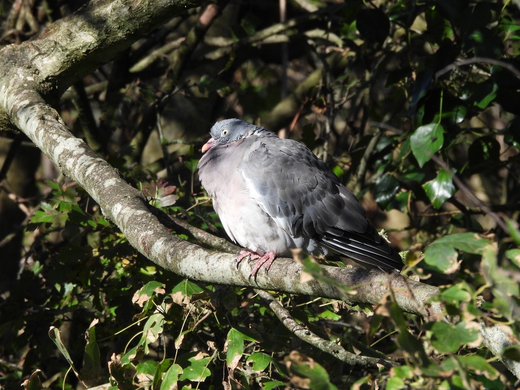 Common Wood-Pigeon - ML644703333