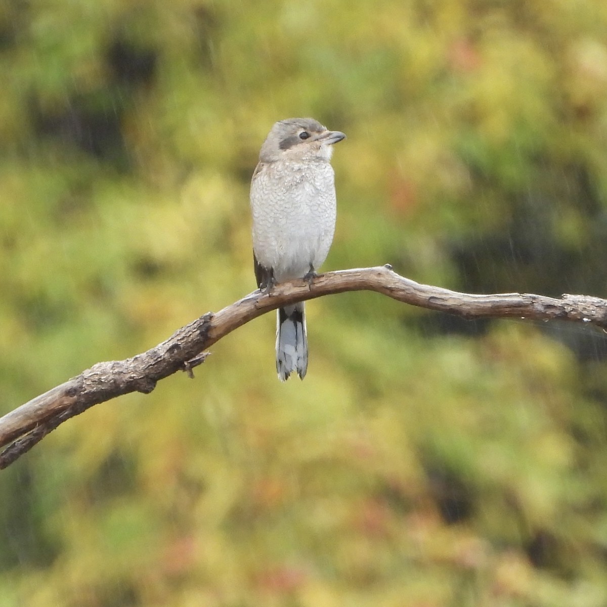 オオモズ - ML644703335