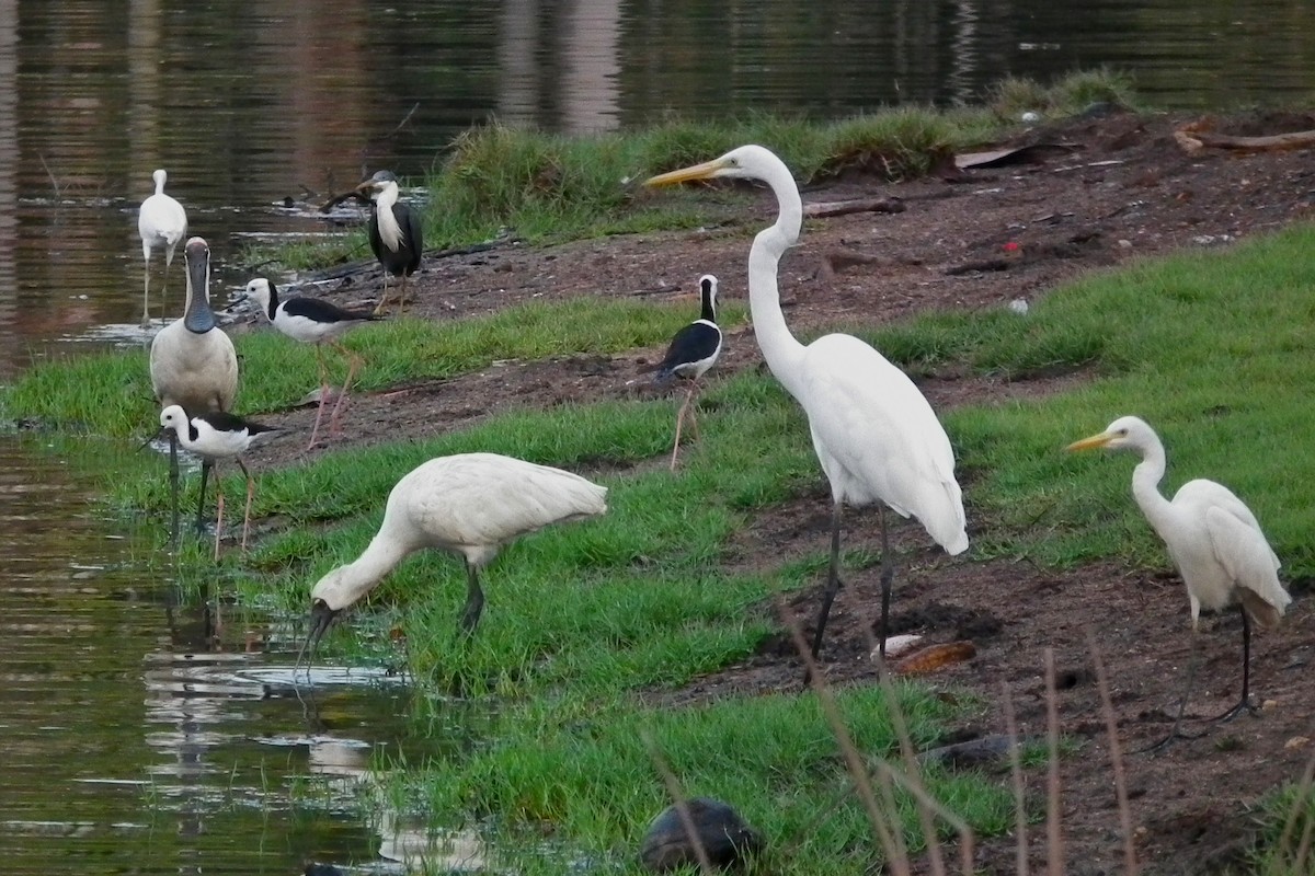 Plumed Egret - ML644703336