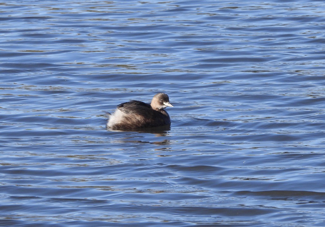 Little Grebe - ML644703337