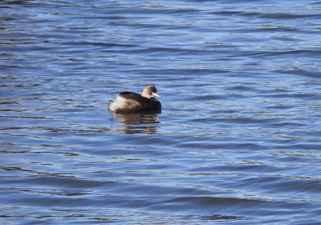 Little Grebe - ML644703341