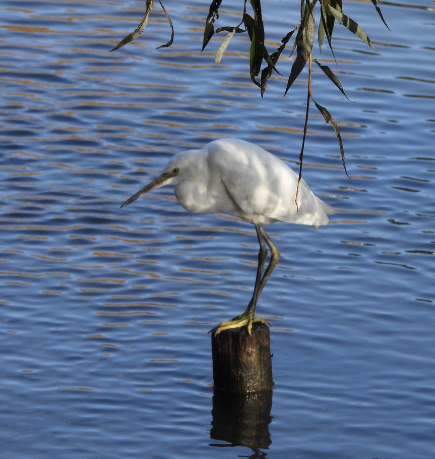 Little Egret - ML644703344