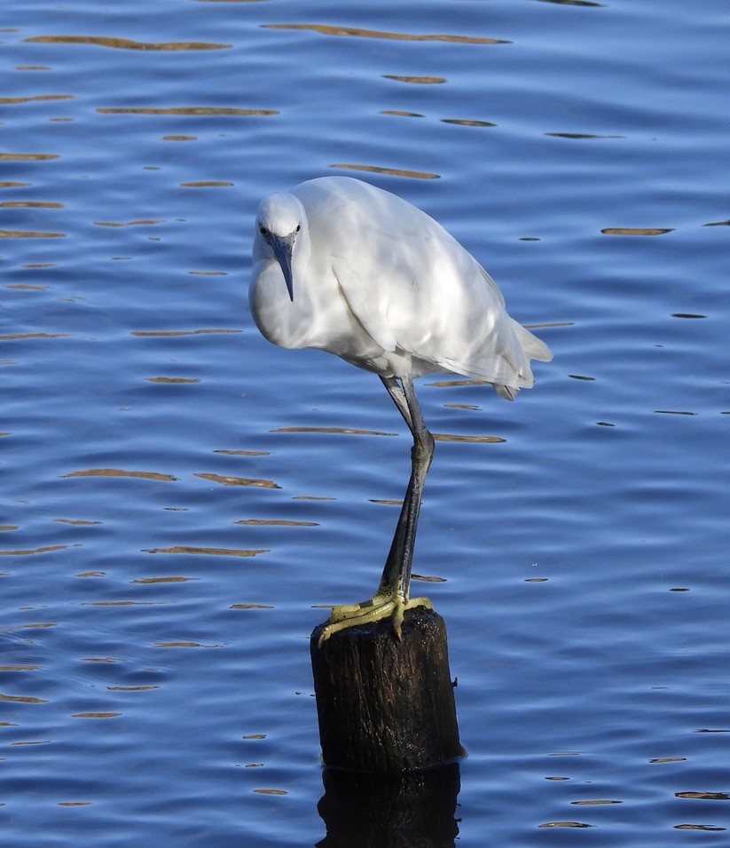Little Egret - ML644703345