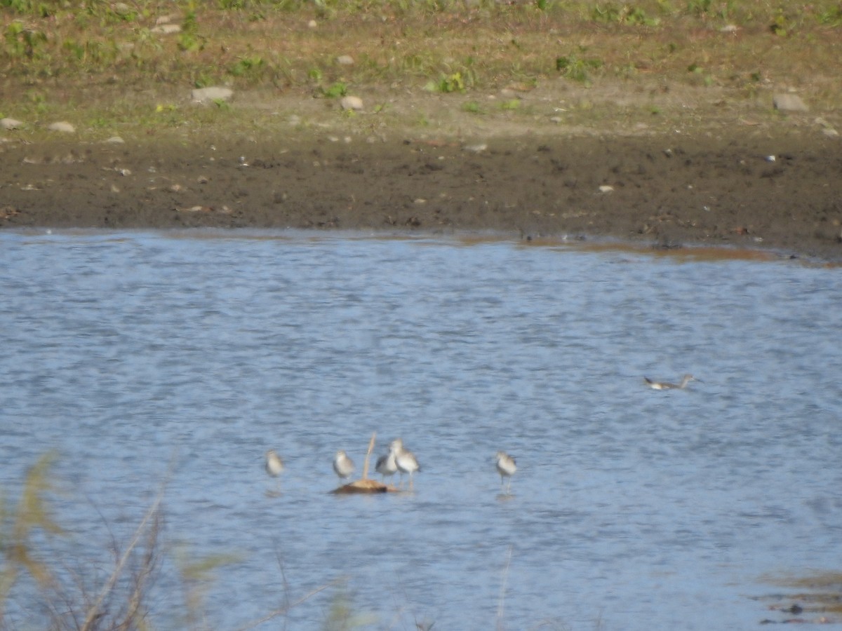 Greater Yellowlegs - ML644703353