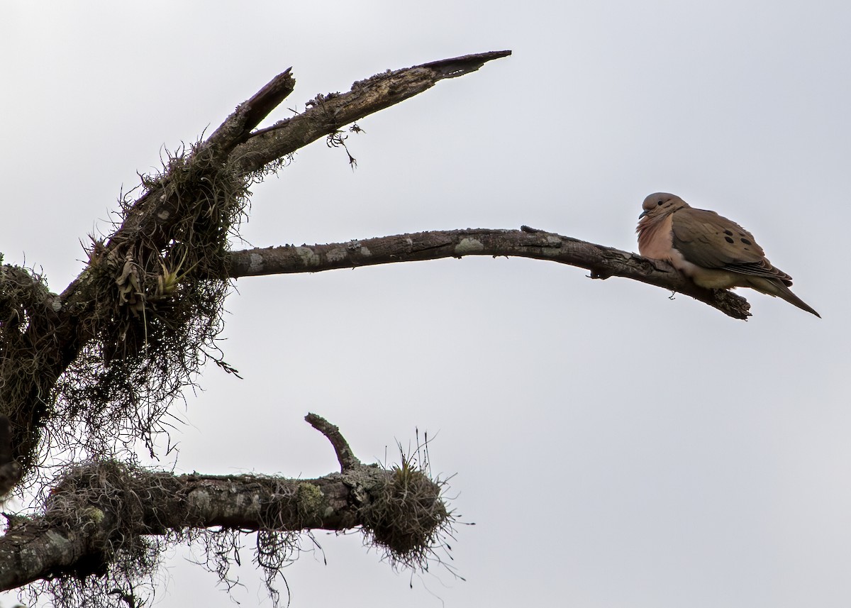 hrdlička černouchá - ML644703354