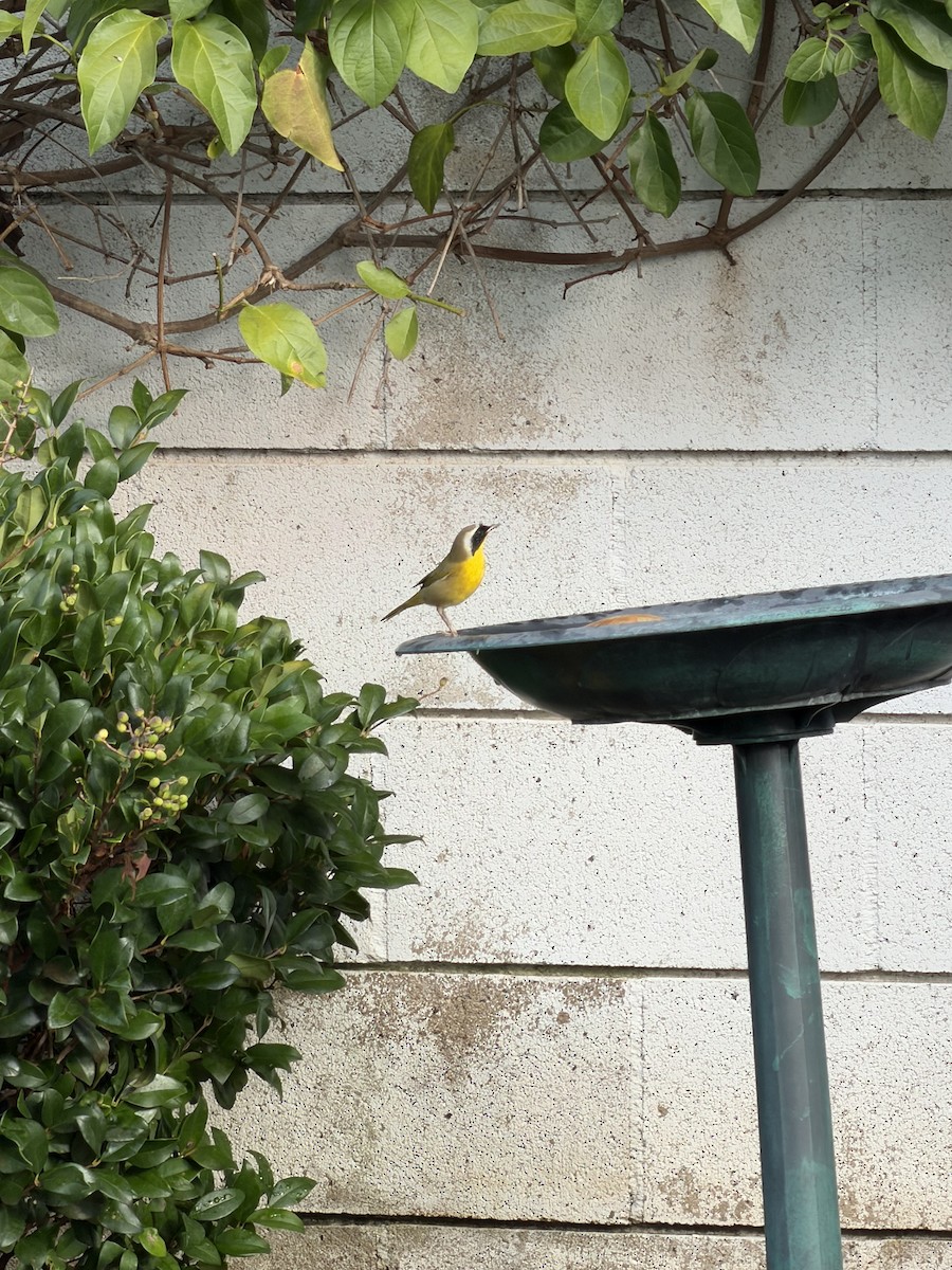 Common Yellowthroat - ML644703360