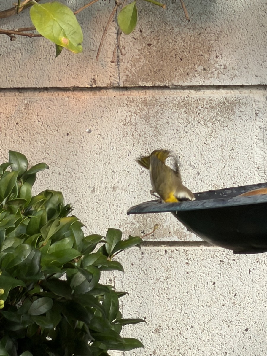 Common Yellowthroat - ML644703361
