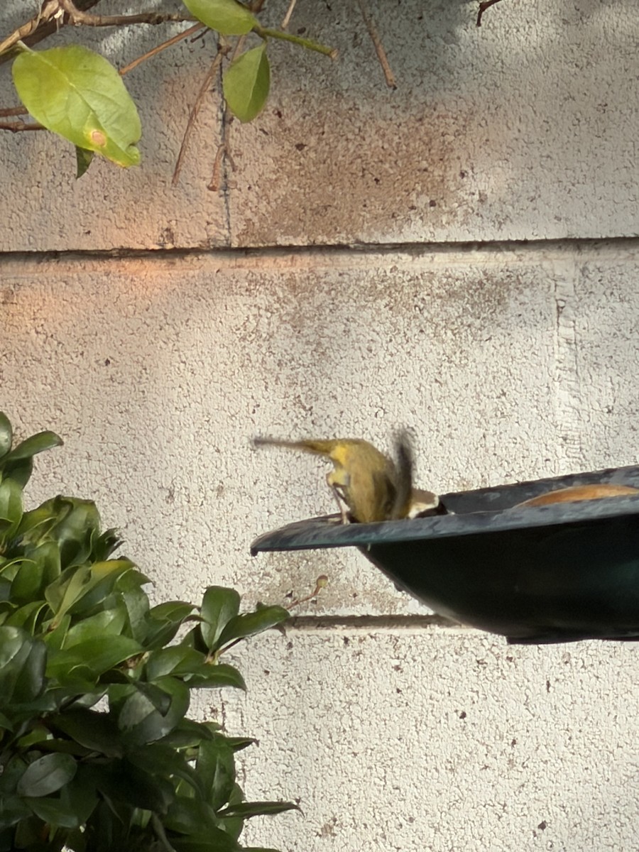 Common Yellowthroat - ML644703362
