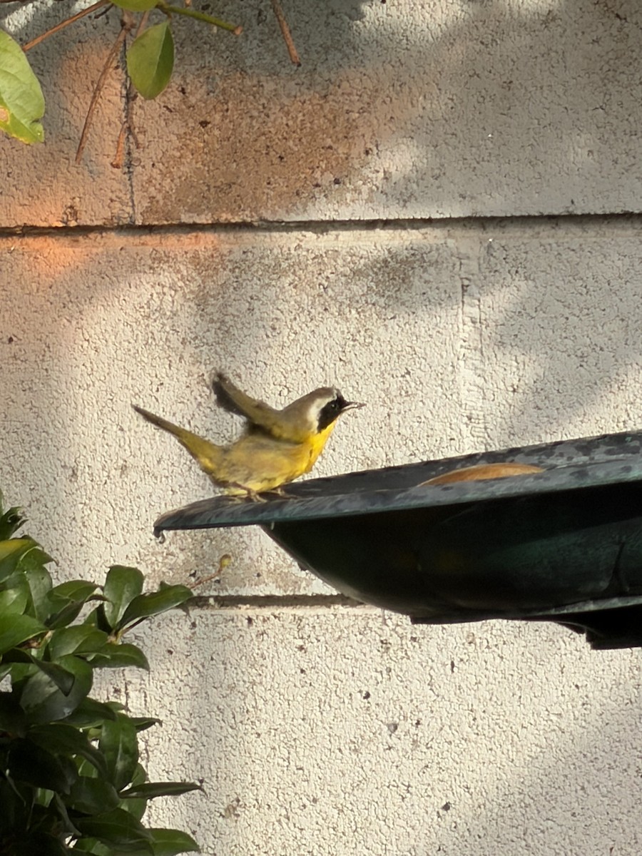Common Yellowthroat - ML644703363