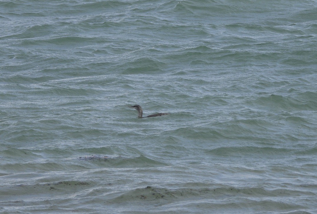 Red-throated Loon - ML644703369