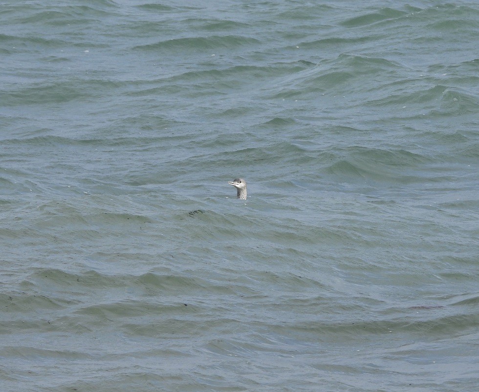 Red-throated Loon - ML644703371