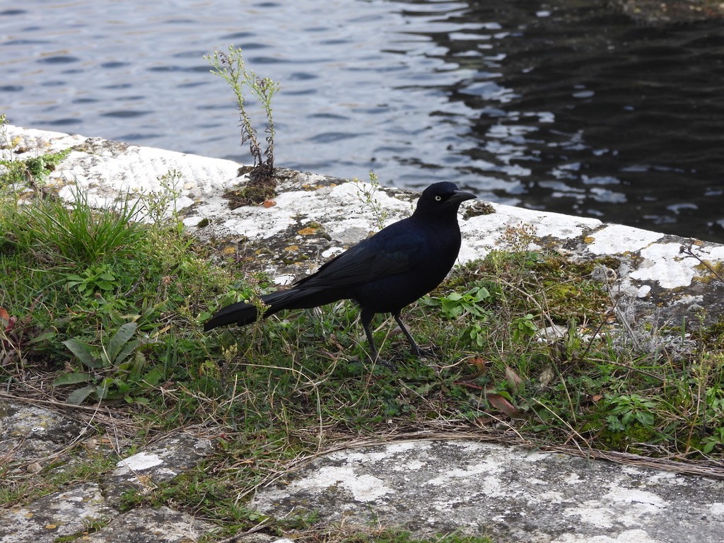 Boat-tailed Grackle - ML644703383