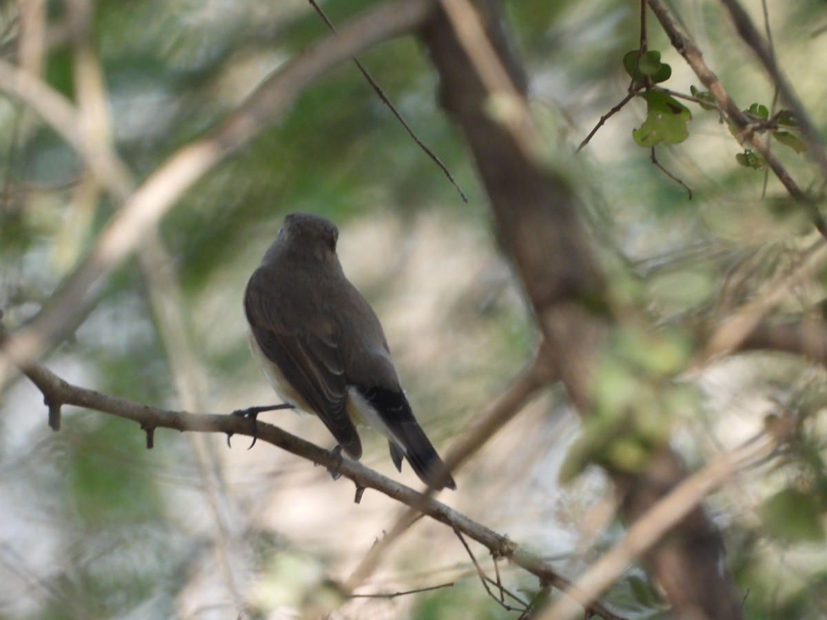 Taiga Flycatcher - ML644703384