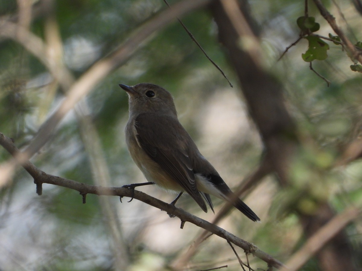 Taiga Flycatcher - ML644703385
