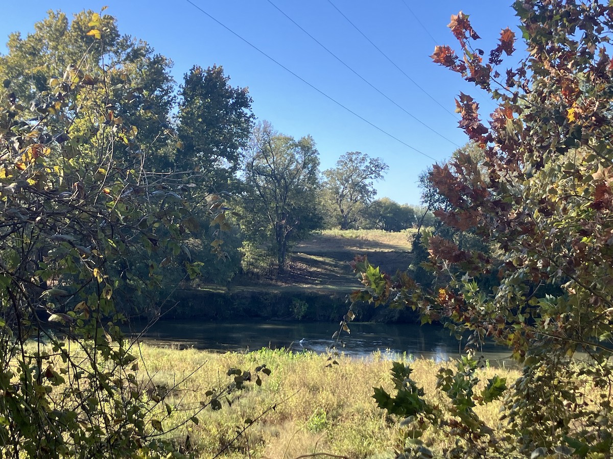 Great Egret - ML644703391