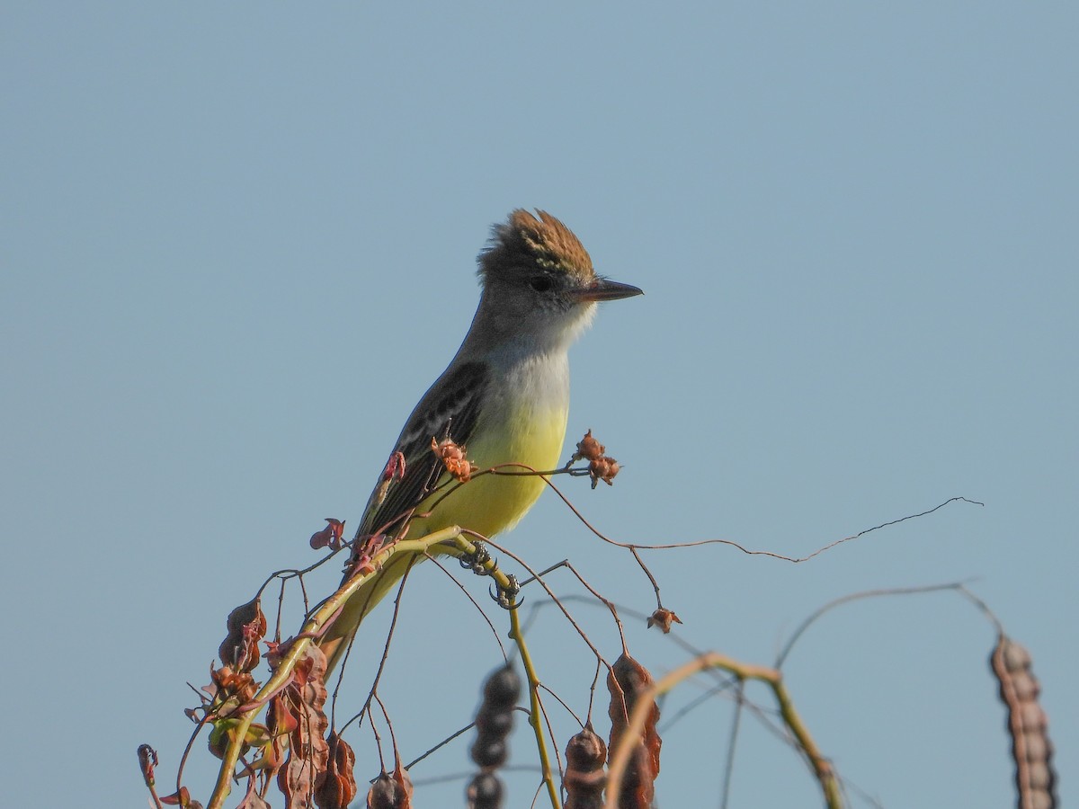 Brown-crested Flycatcher - ML644703392