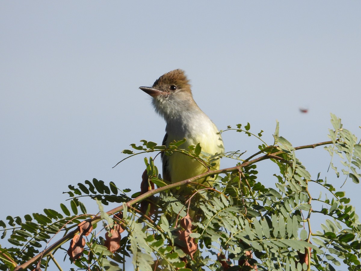 Brown-crested Flycatcher - ML644703394
