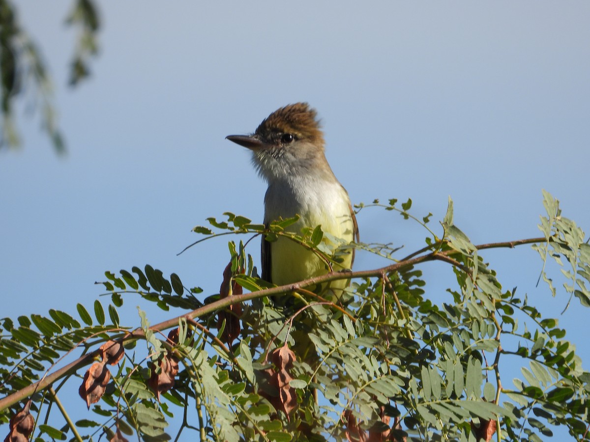 Brown-crested Flycatcher - ML644703397