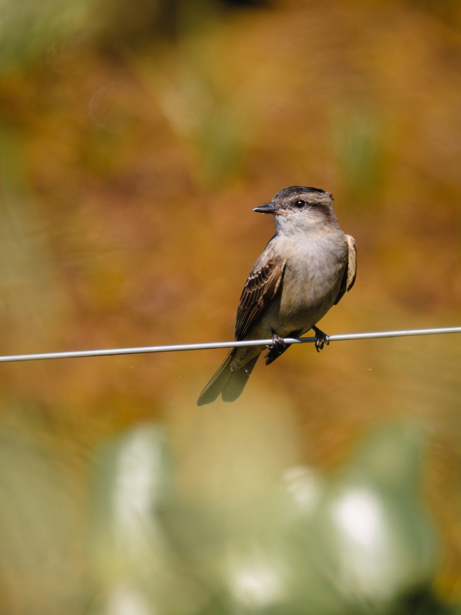 Crowned Slaty Flycatcher - ML644703399