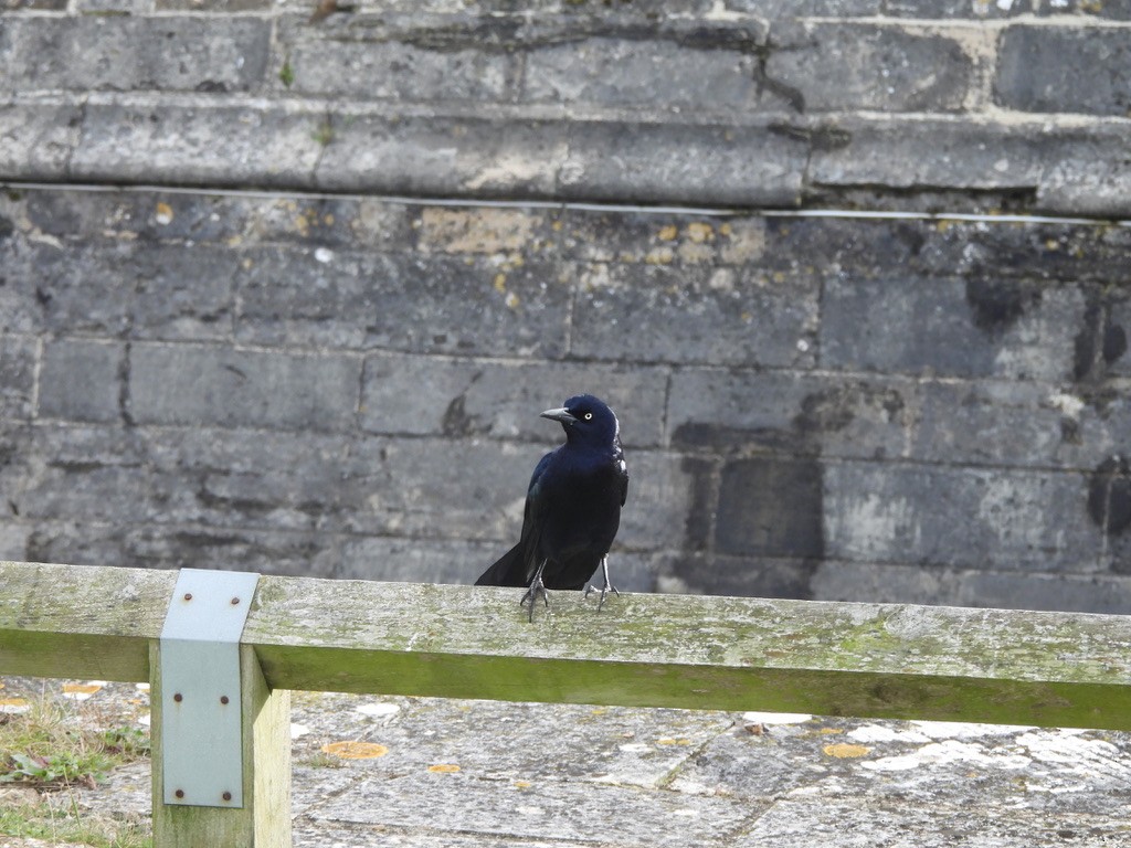 Boat-tailed Grackle - ML644703400