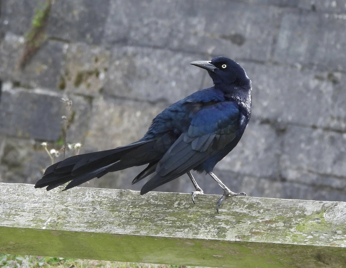 Boat-tailed Grackle - ML644703401