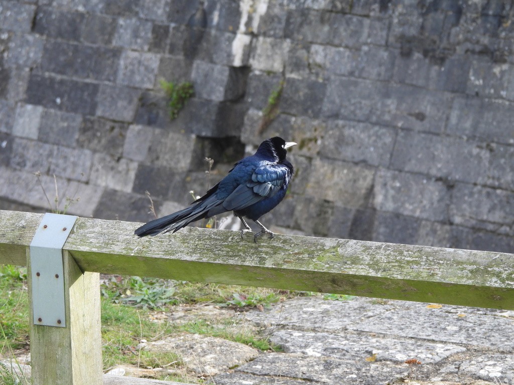 Boat-tailed Grackle - ML644703405
