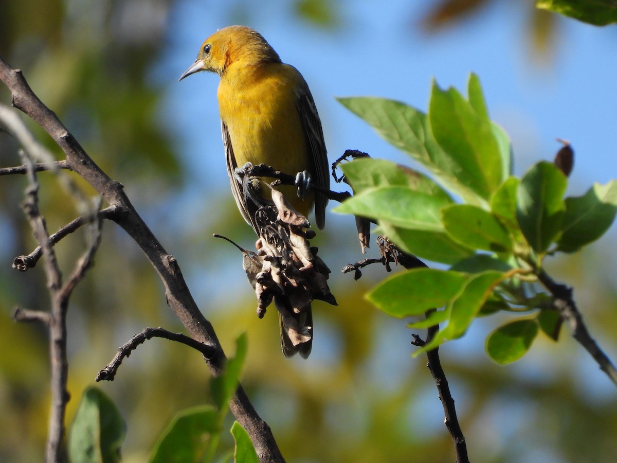 Балтиморский трупиал - ML644703407